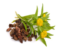 Rhodiola Rosea —